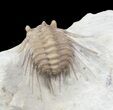 Bargain Kettneraspis Trilobite - Oklahoma #42858-1